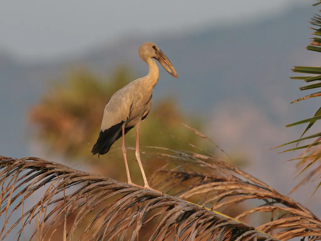 钳嘴鹳（Anastomus oscitans）