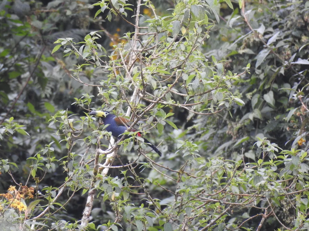 冠山巨嘴鸟(Andigena cucullata)