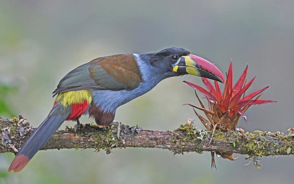 灰胸山巨嘴鸟(Andigena hypoglauca)