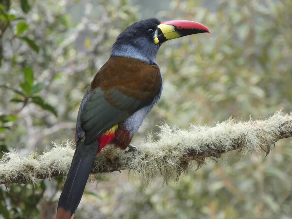 灰胸山巨嘴鸟(Andigena hypoglauca)