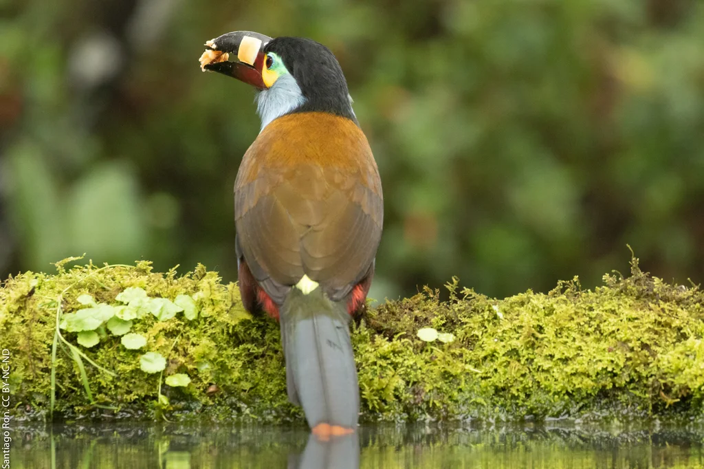 扁嘴山巨嘴鸟(Andigena laminirostris)