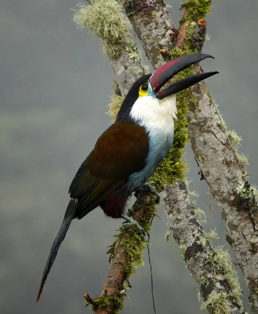 黑嘴山巨嘴鸟(Andigena nigrirostris)