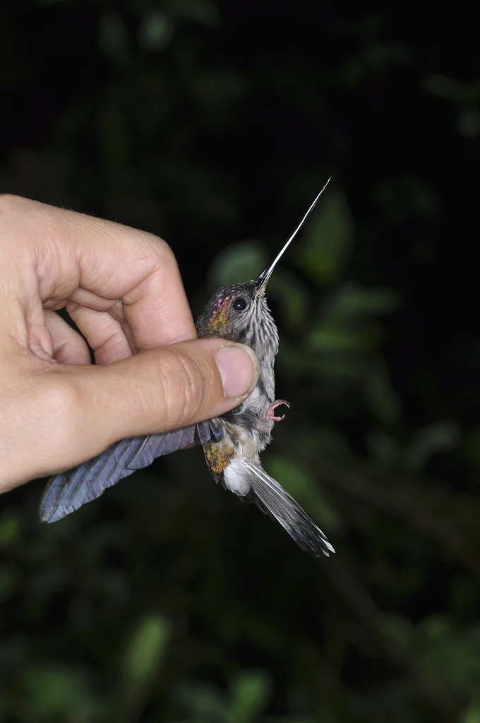齿嘴蜂鸟(Androdon aequatorialis)