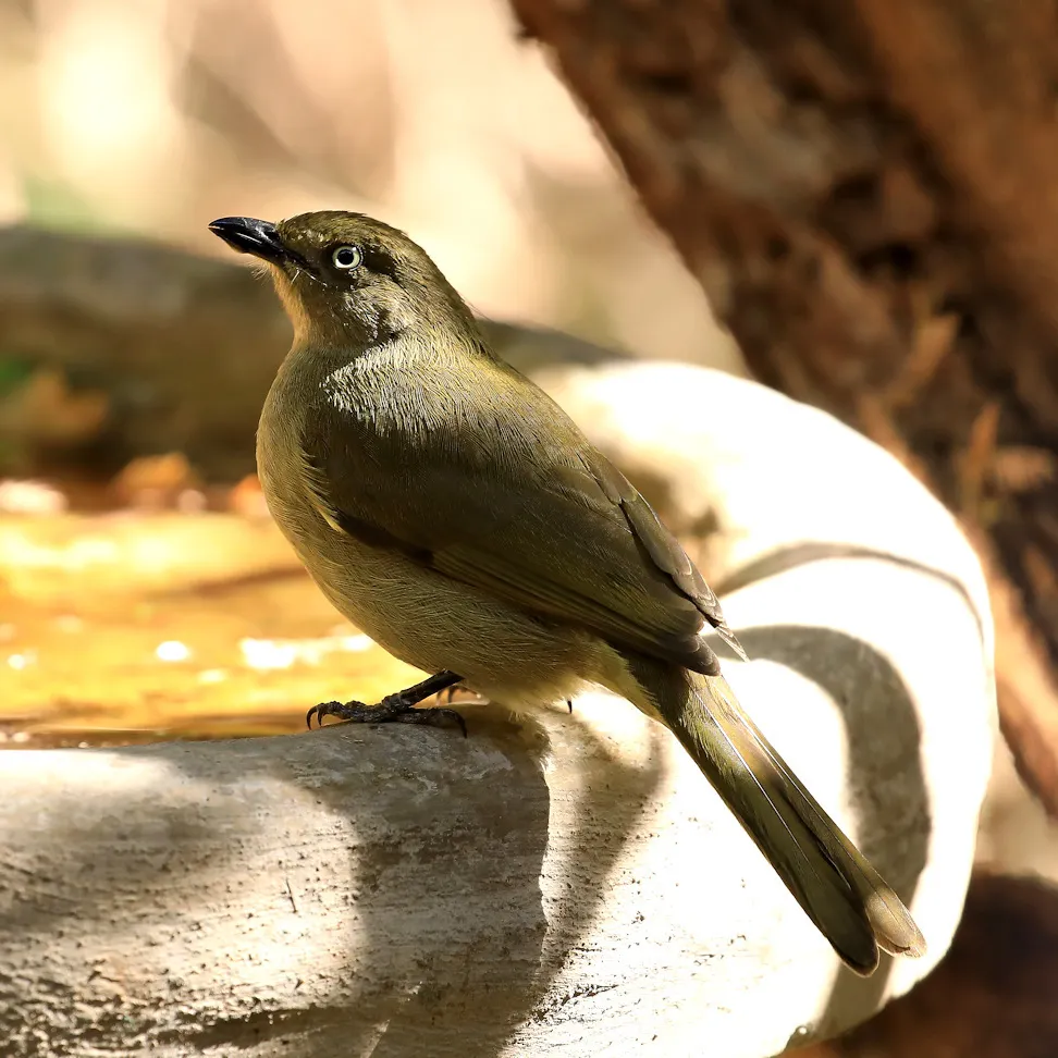 黄腹绿鹎(Andropadus importunus)