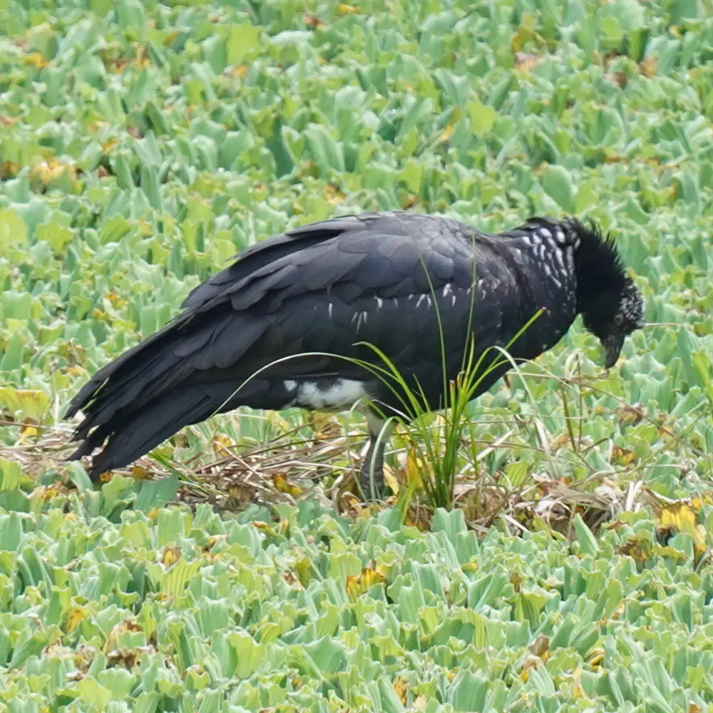 角叫鸭(Anhima cornuta)