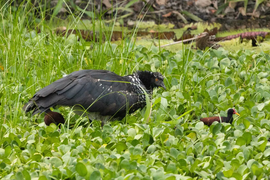 角叫鸭(Anhima cornuta)