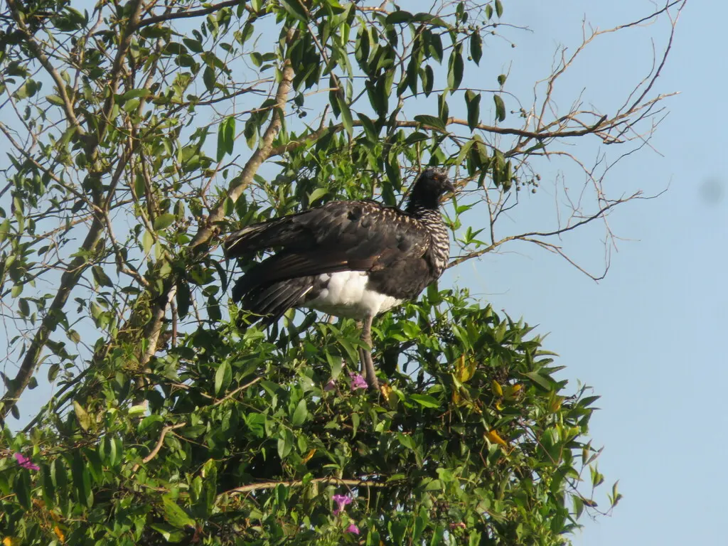角叫鸭(Anhima cornuta)