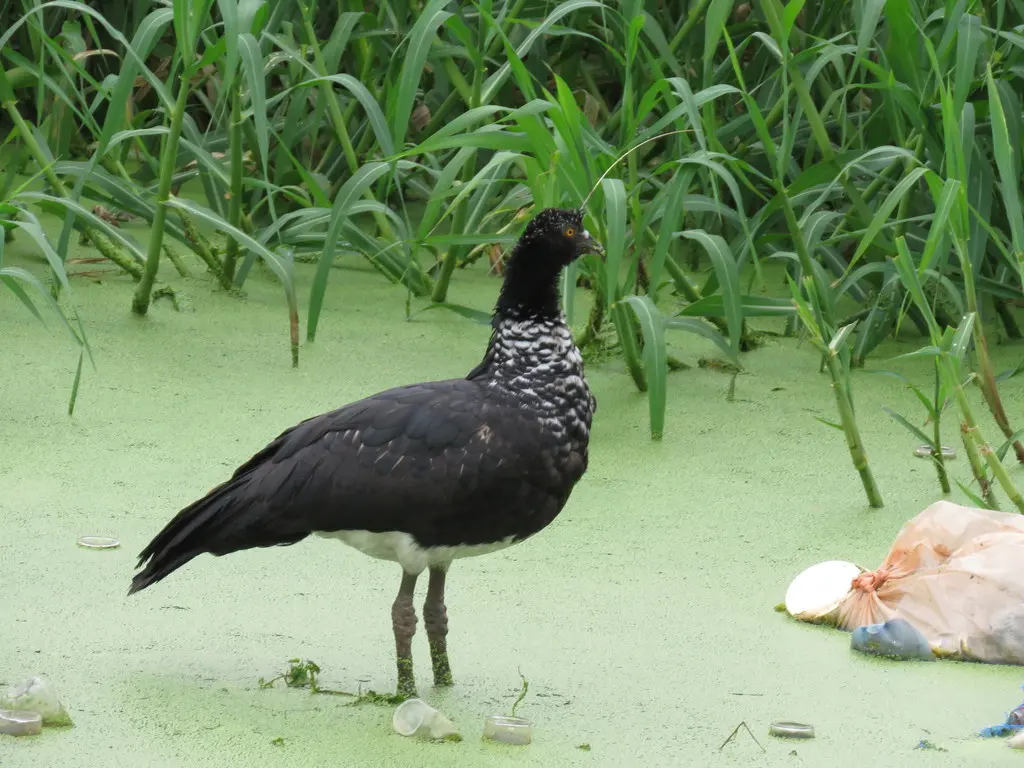 角叫鸭(Anhima cornuta)