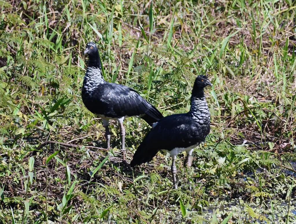 角叫鸭(Anhima cornuta)
