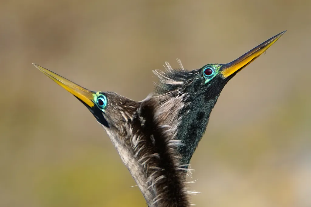 美洲蛇鹈(Anhinga anhinga)