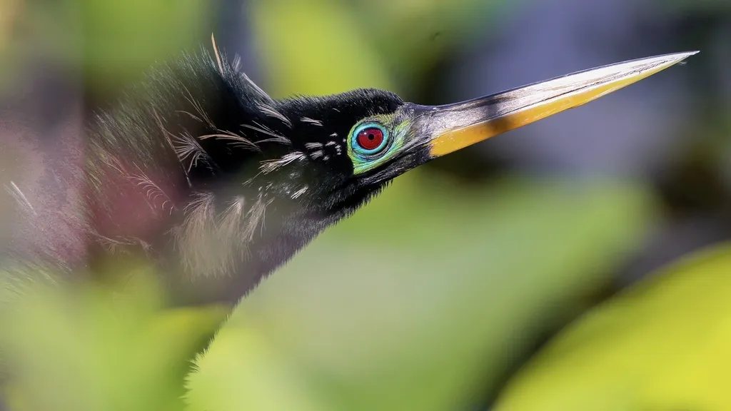 美洲蛇鹈(Anhinga anhinga)