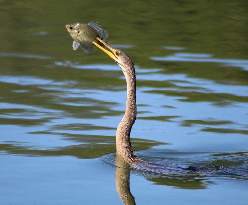 美洲蛇鹈(Anhinga anhinga)