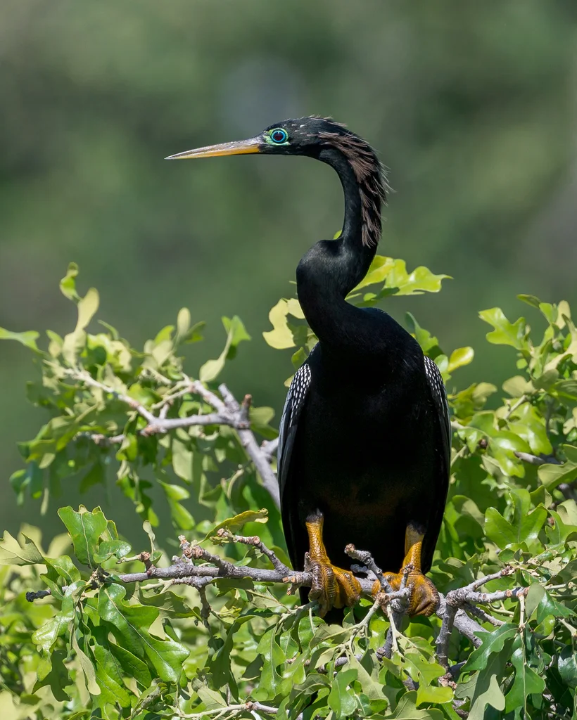 美洲蛇鹈(Anhinga anhinga)