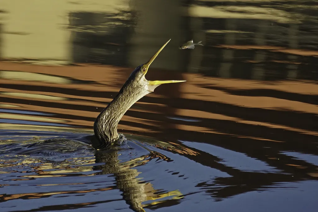 美洲蛇鹈(Anhinga anhinga)