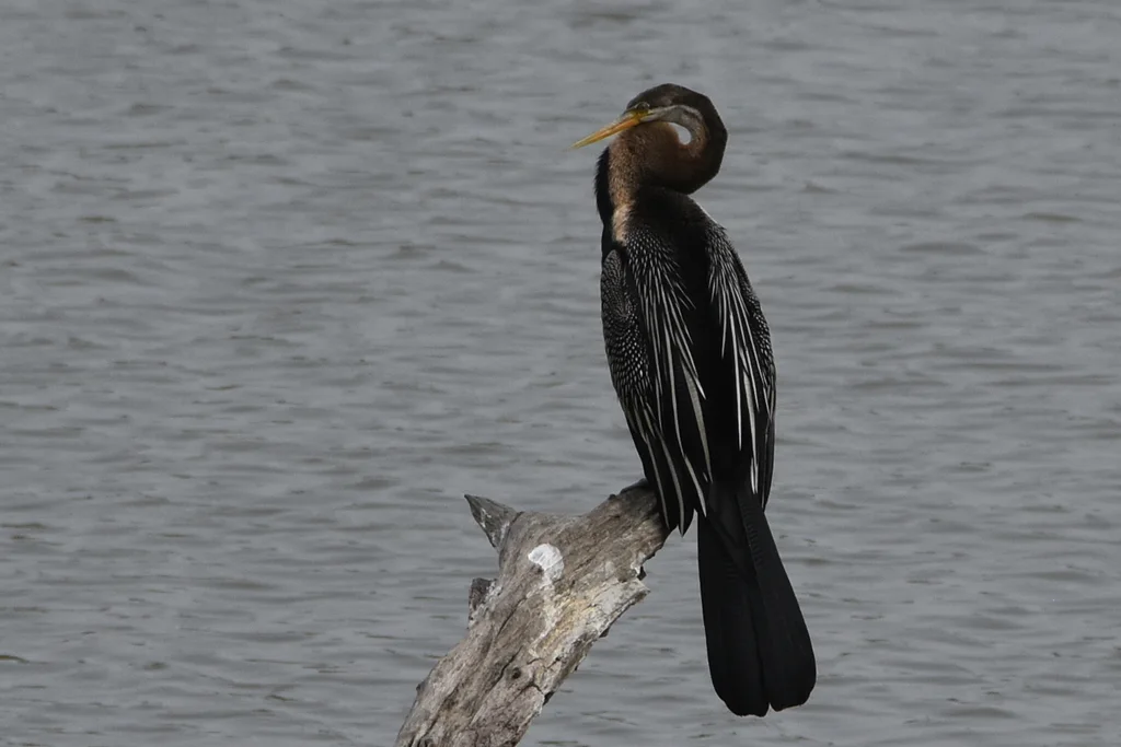 黑腹蛇鹈(Anhinga melanogaster)