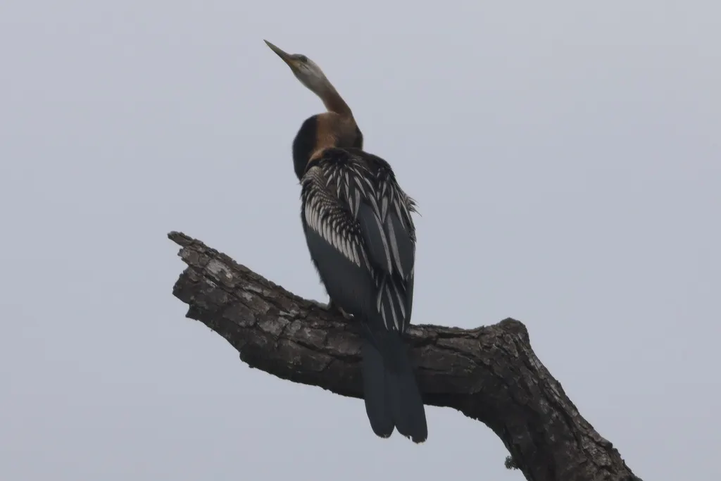 黑腹蛇鹈(Anhinga melanogaster)