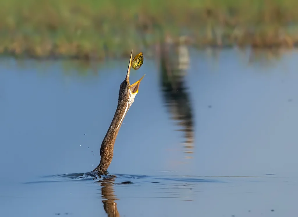 黑腹蛇鹈(Anhinga melanogaster)