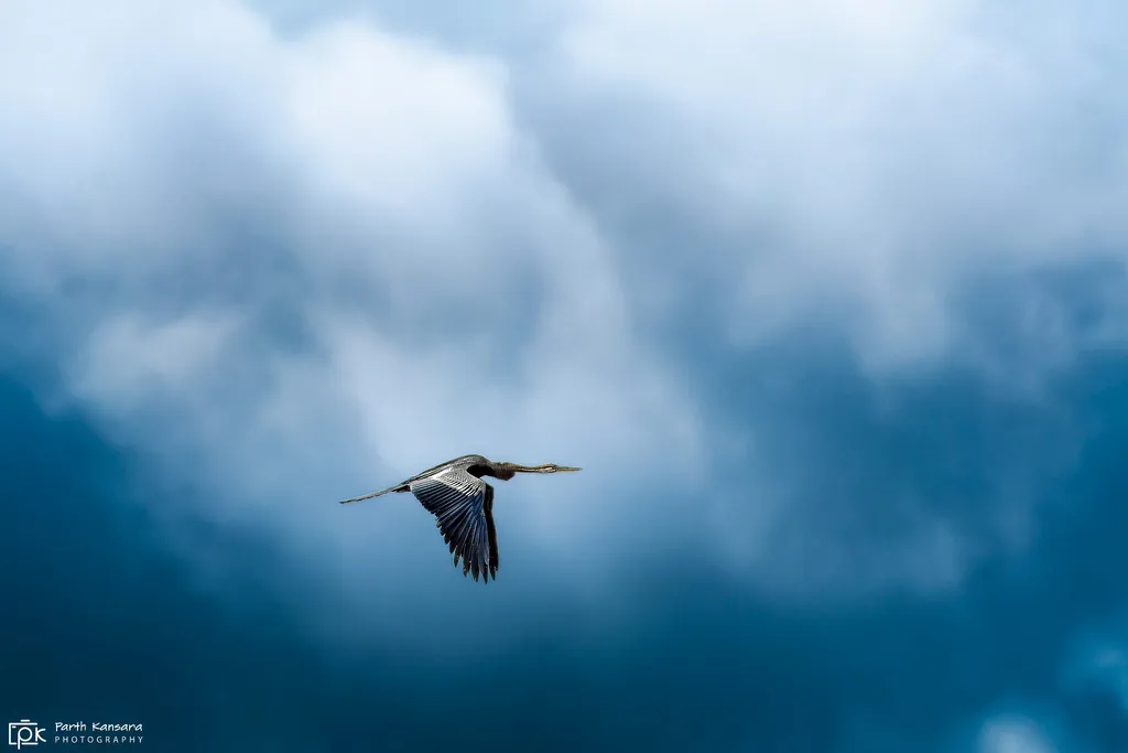 黑腹蛇鹈(Anhinga melanogaster)