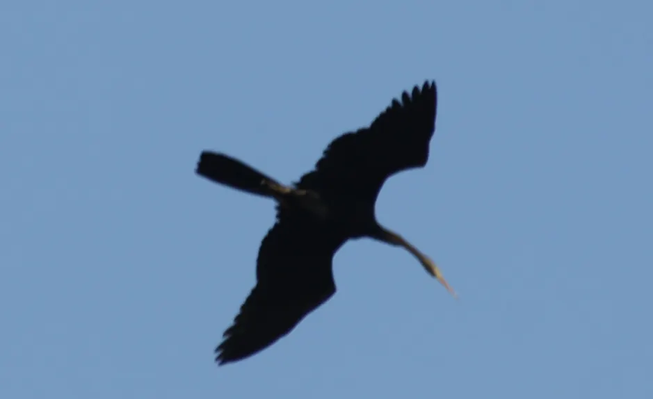 黑腹蛇鹈(Anhinga melanogaster)