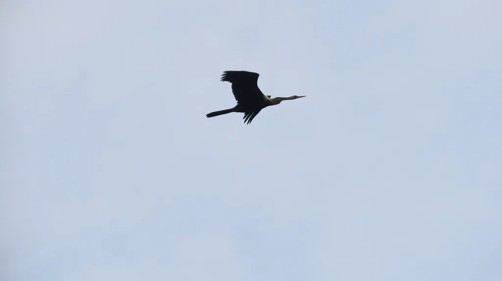 黑腹蛇鹈(Anhinga melanogaster)