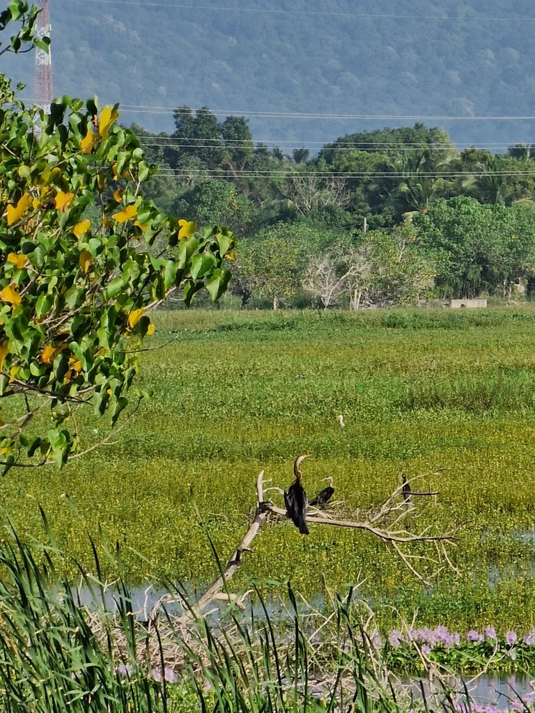黑腹蛇鹈(Anhinga melanogaster)