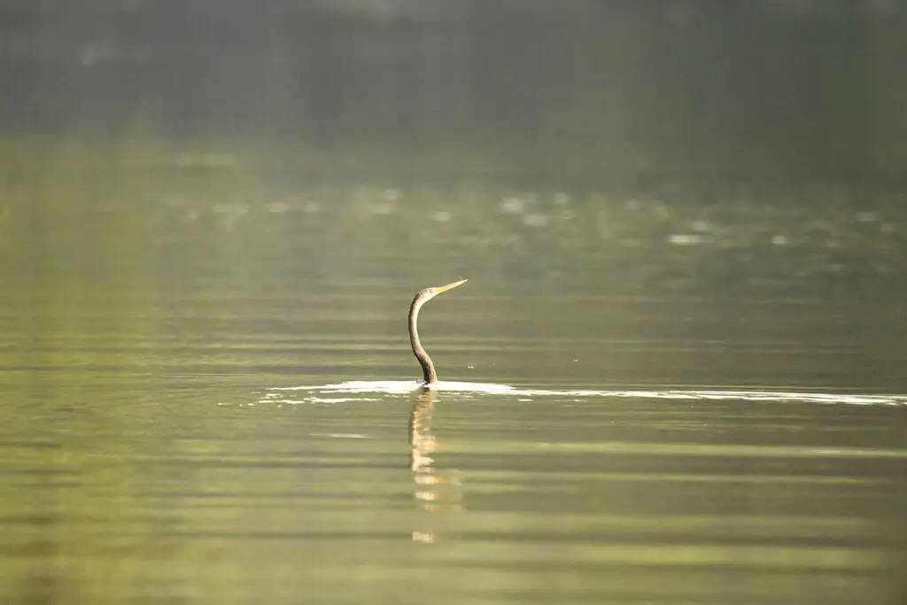 黑腹蛇鹈(Anhinga melanogaster)