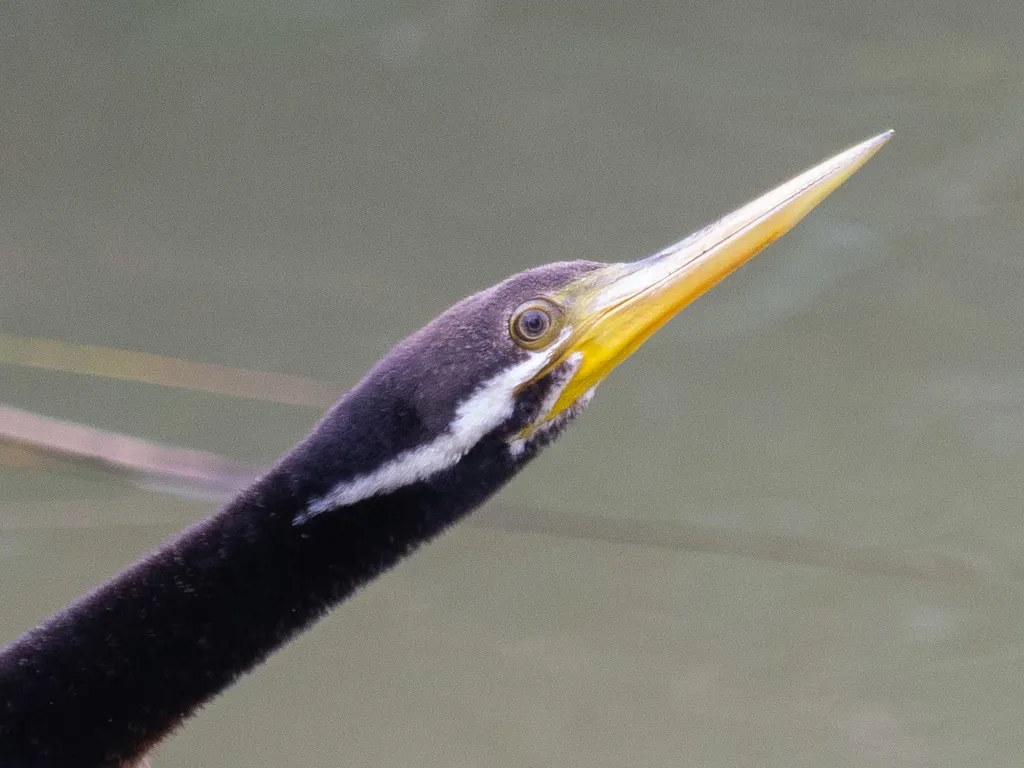 澳洲蛇鹈(Anhinga novaehollandiae)