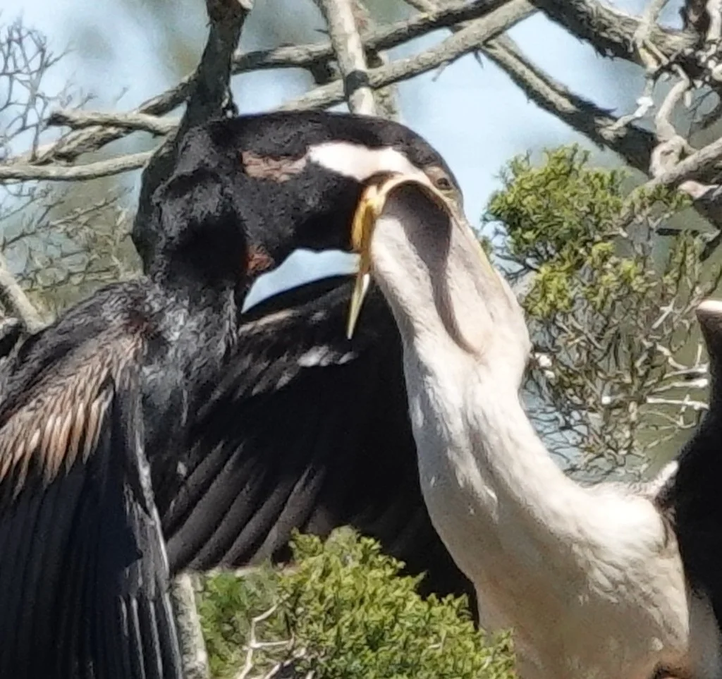 澳洲蛇鹈(Anhinga novaehollandiae)