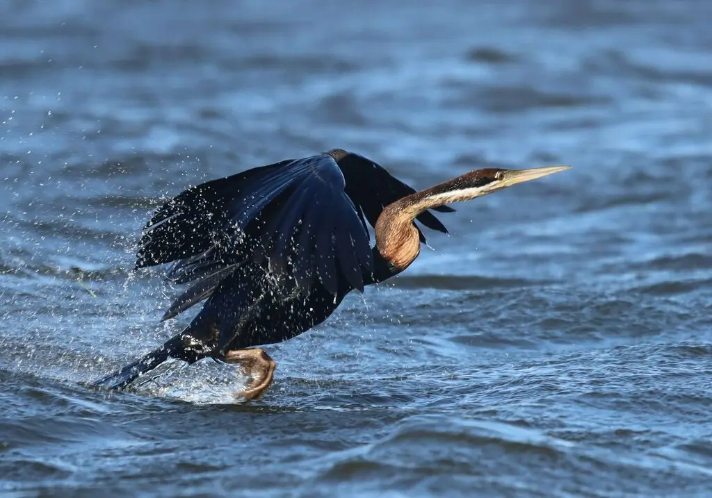 红蛇鹈(Anhinga rufa)