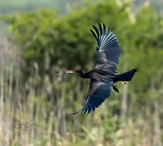 红蛇鹈(Anhinga rufa)
