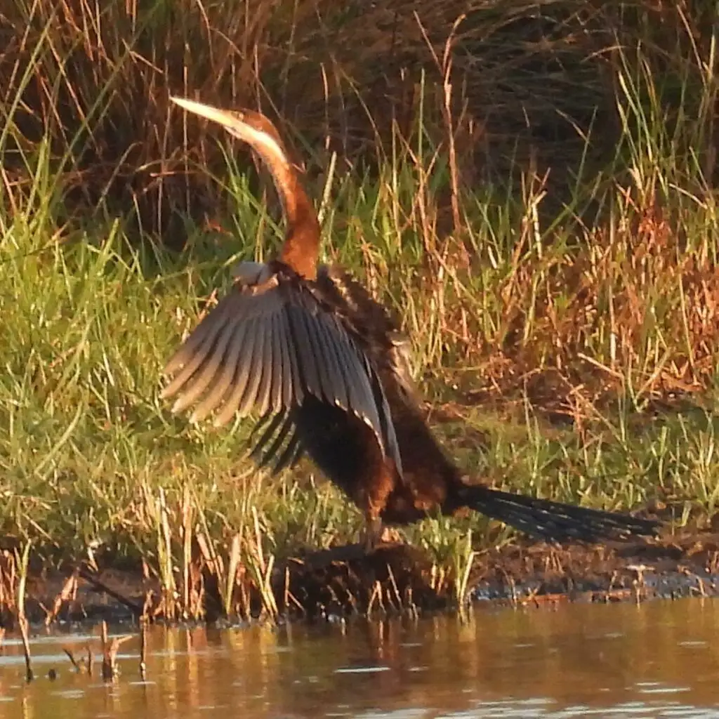 红蛇鹈(Anhinga rufa)