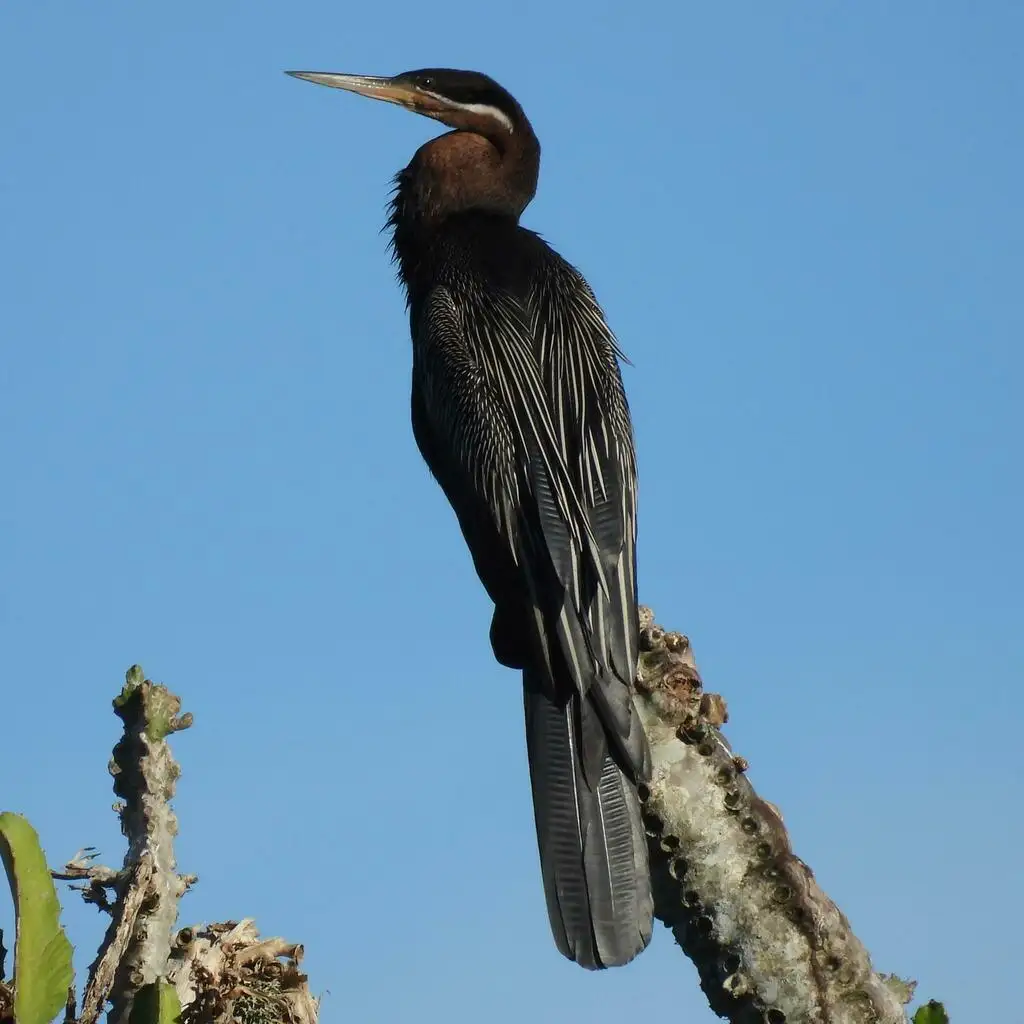 红蛇鹈(Anhinga rufa)