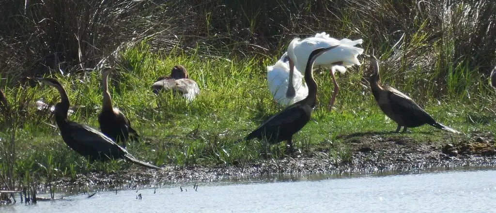 红蛇鹈(Anhinga rufa)