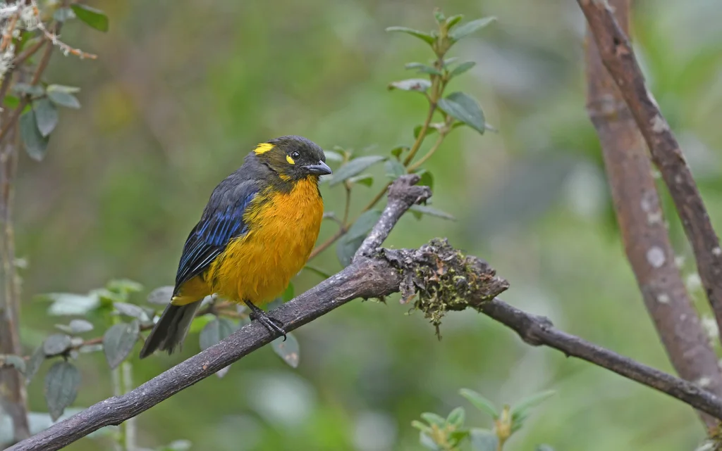 黄腹岭裸鼻雀（Anisognathus lacrymosus）