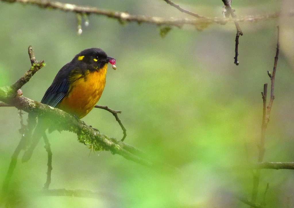 黄腹岭裸鼻雀（Anisognathus lacrymosus）
