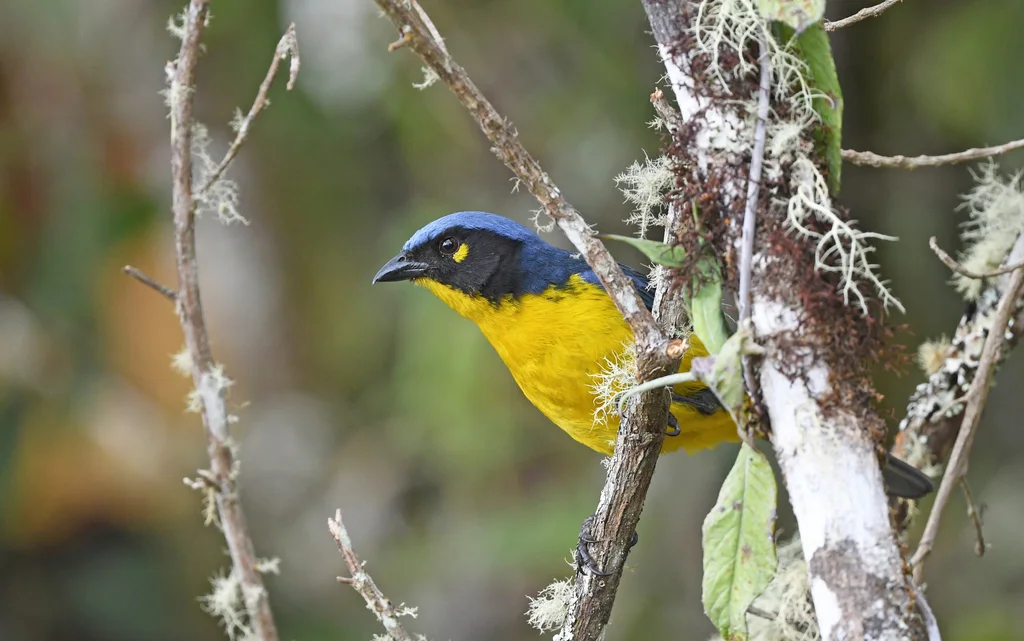 黑颊岭裸鼻雀(Anisognathus melanogenys)