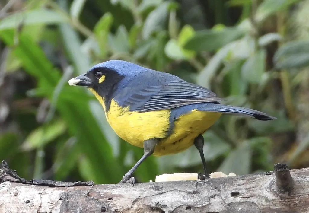 黑颊岭裸鼻雀(Anisognathus melanogenys)