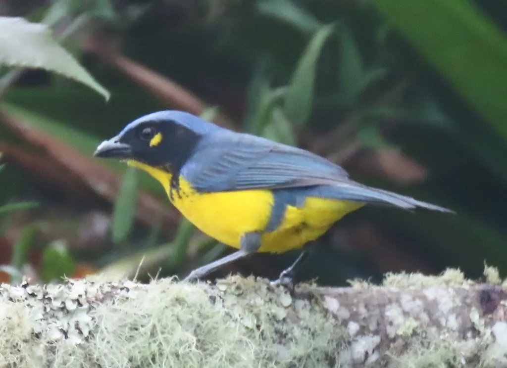 黑颊岭裸鼻雀(Anisognathus melanogenys)