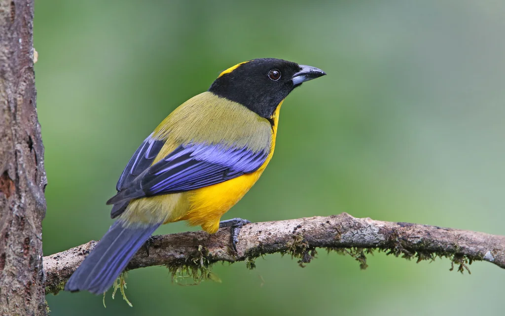 黑颏岭裸鼻雀(Anisognathus notabilis)