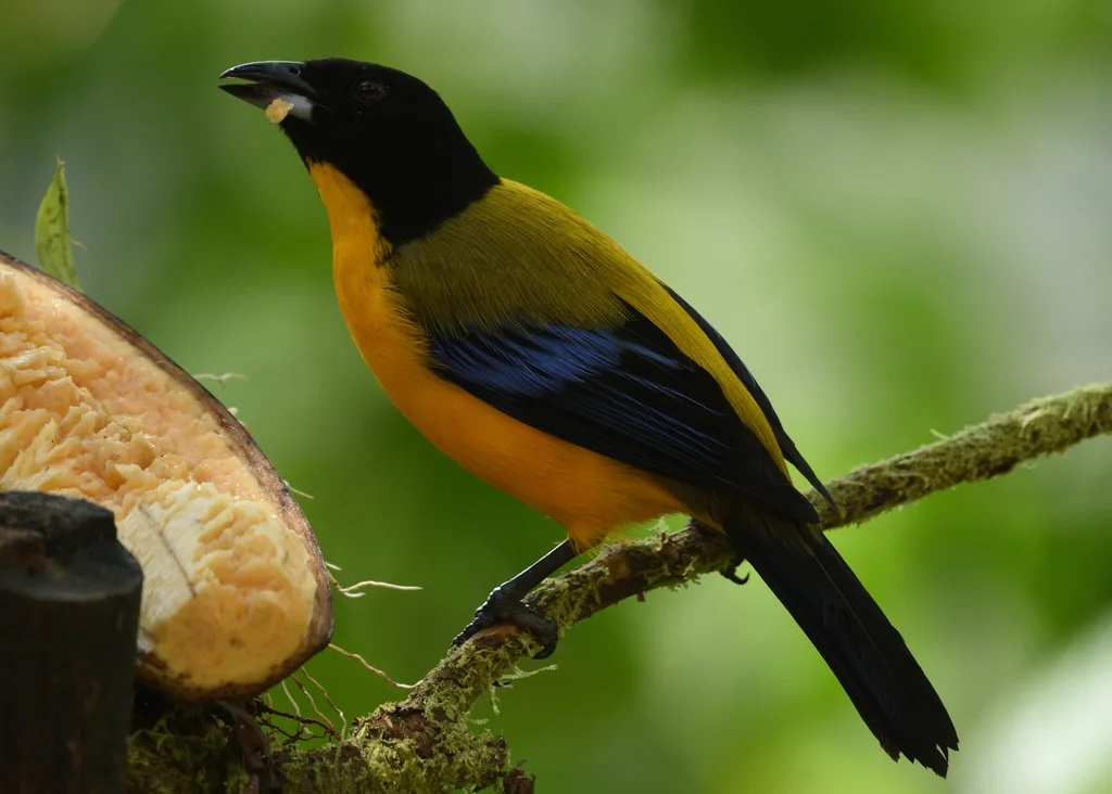 黑颏岭裸鼻雀(Anisognathus notabilis)