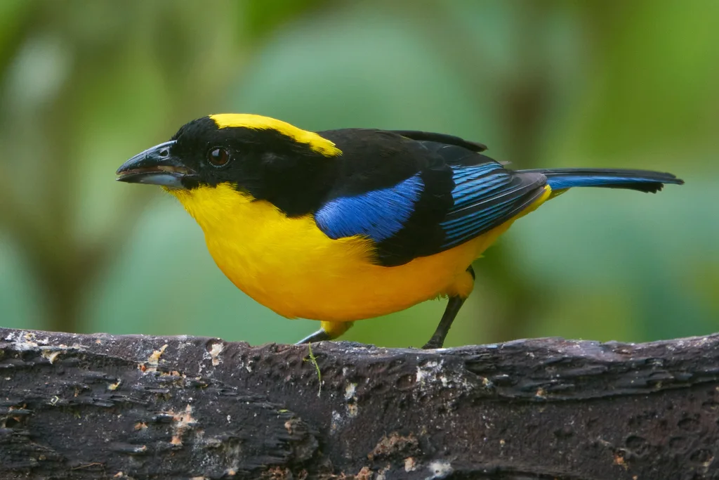 蓝翅岭裸鼻雀(Anisognathus somptuosus)