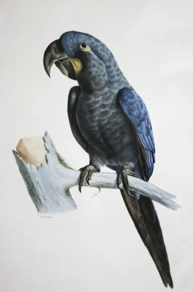 蓝绿金刚鹦鹉(Anodorhynchus glaucus)
