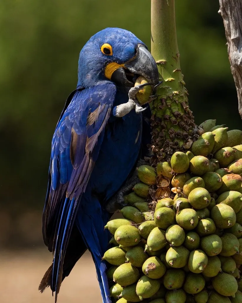 紫蓝金刚鹦鹉(Anodorhynchus hyacinthinus)