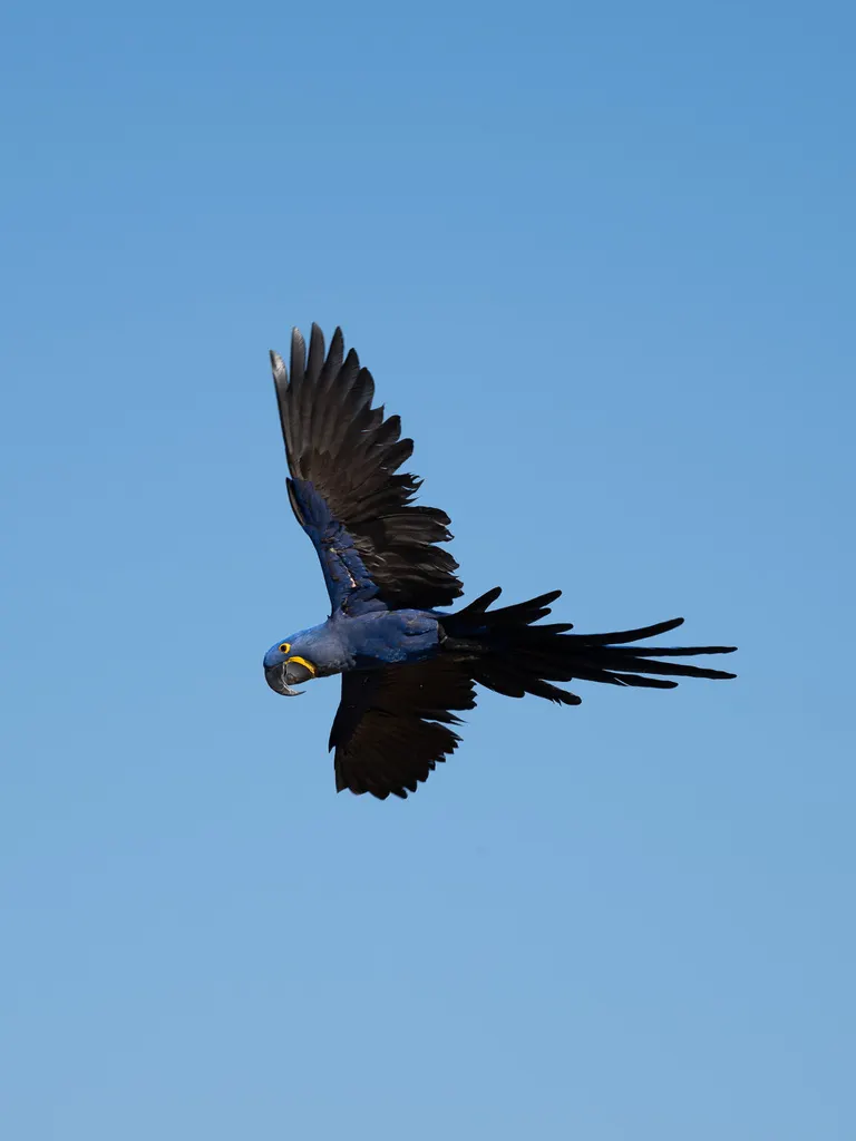 紫蓝金刚鹦鹉(Anodorhynchus hyacinthinus)
