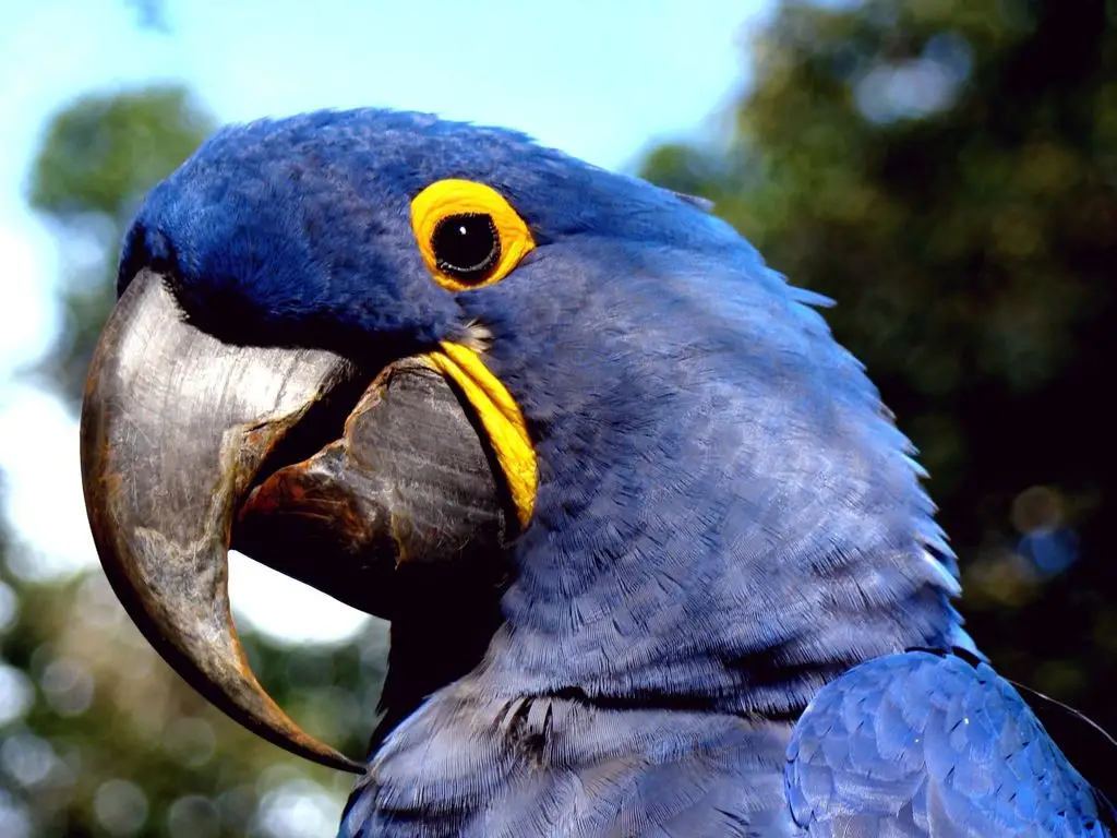 紫蓝金刚鹦鹉(Anodorhynchus hyacinthinus)
