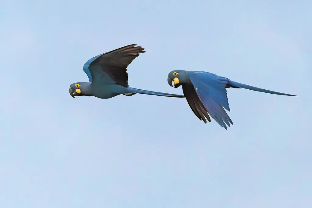 青蓝金刚鹦鹉(Anodorhynchus leari)