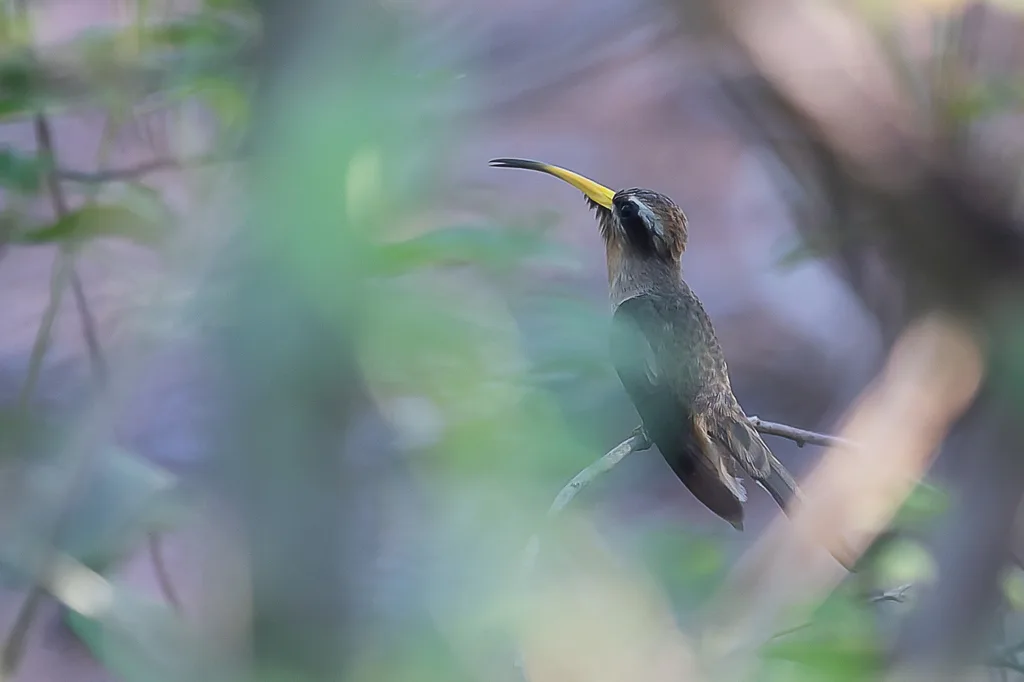 阔尾隐蜂鸟(Anopetia gounellei)