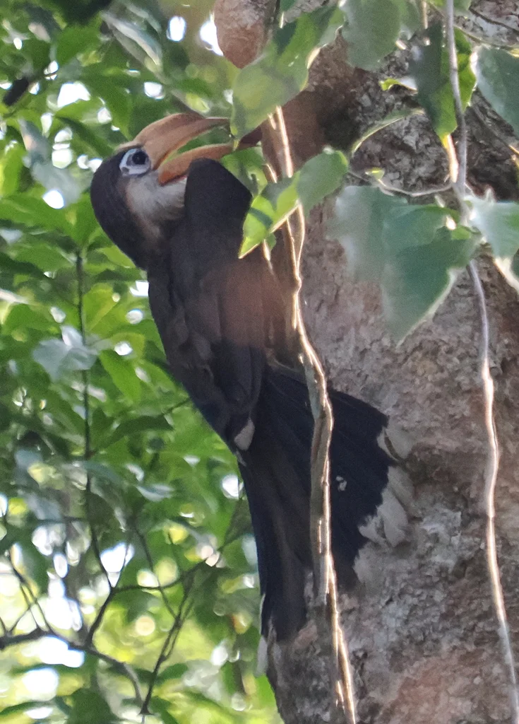 白喉犀鸟(Anorrhinus austeni)