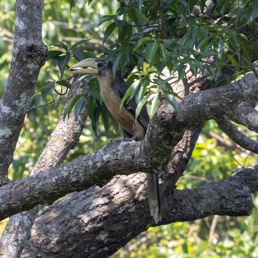 白喉犀鸟(Anorrhinus austeni)