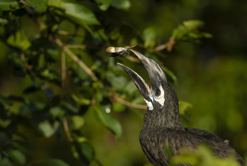 凤头犀鸟(Anorrhinus galeritus)